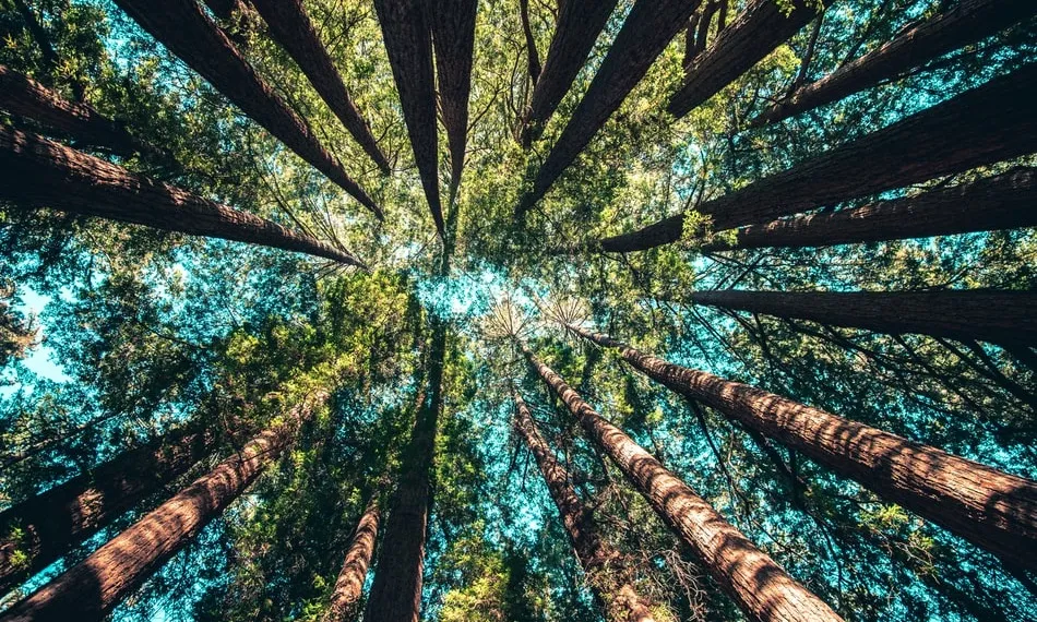 Tot i que els nivells de contaminació han disminuit, les antigues pràctiques com agafar avions tornaran a provocar un efecte negatiu en el medi ambient. Font: Unsplash.