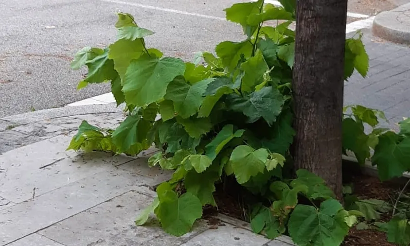 El verd ha ocupat tots els escocells del Passeig Gaudí (Barcelona) durant la quarantena.
