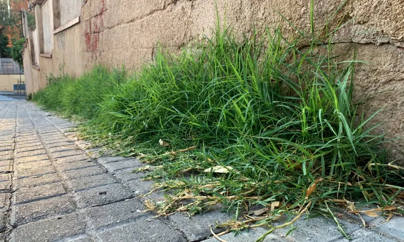 Les entitats ecologistes demanen que es respecti la vegetació oportunista dels espais urbans.