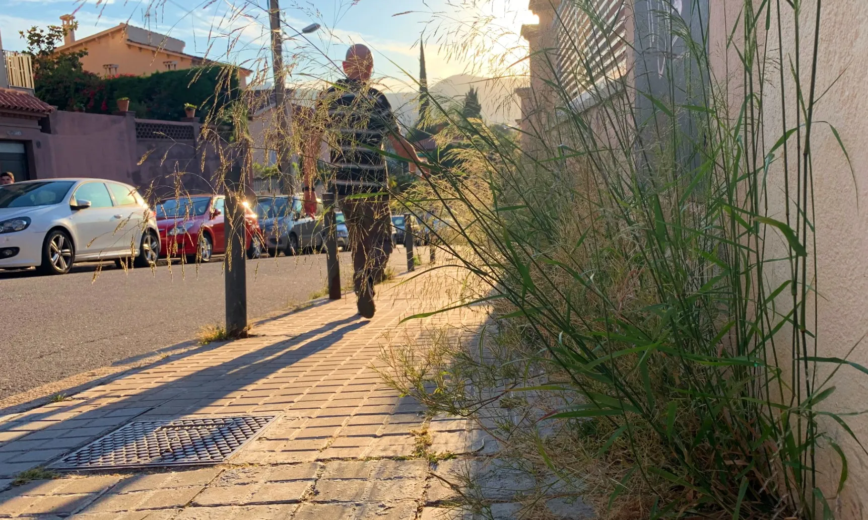 La vegetació salvatge omple els carrers del barri de la Font d'en Fargues a Barcelona.