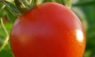 Subvencions a entitats associatives representatives del sector agrari i alimentari 2020