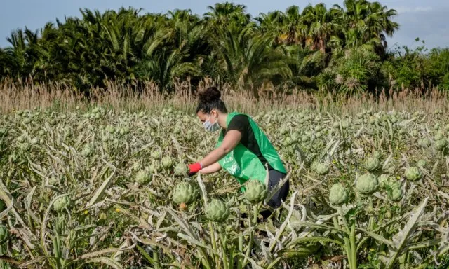 El voluntariat es comença a reactivar fent recollida d'aliments.