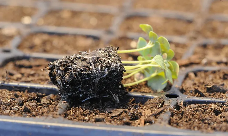 Fotografia d'una planta germinant. Imatge de Dwight Sipler. Llicència d'ús CC BY 2.0