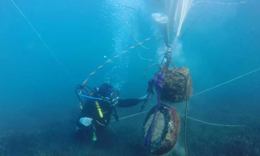 Els cetacis aconsegueixen que altres espècies menys emblemàtiques es vegin beneficiades d'actuacions de conservació.