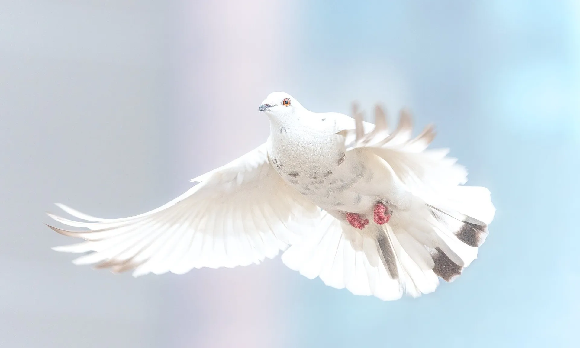 Imatge de michel kwan a Pixabay 