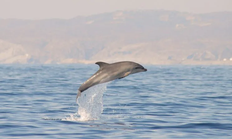 SUBMON estudia els dofins mulars de Cap de Creus des de fa tres anys.