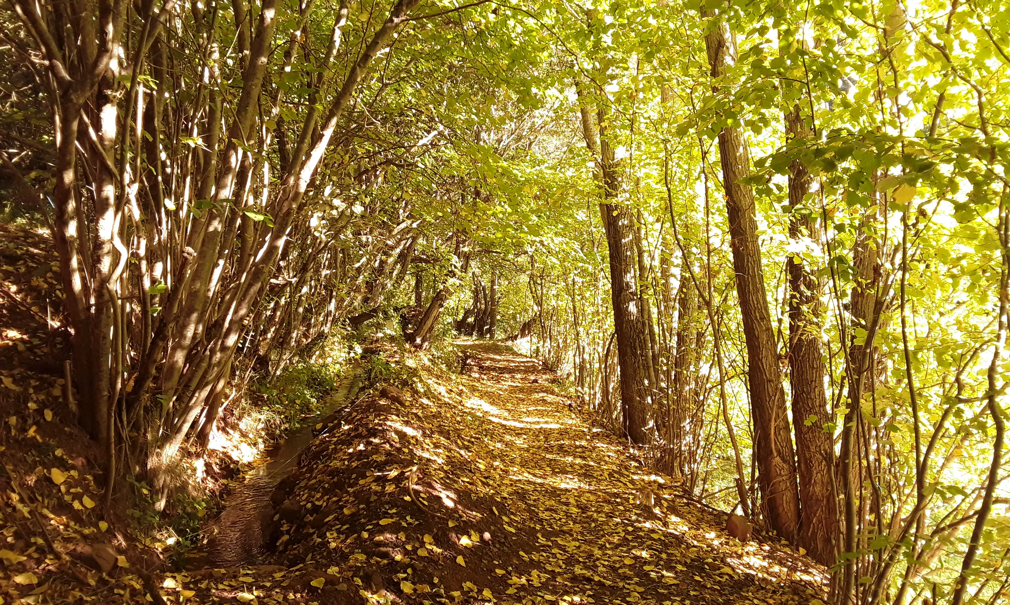 El Camí dels Canemassos, un dels senders recuperats pel museu.