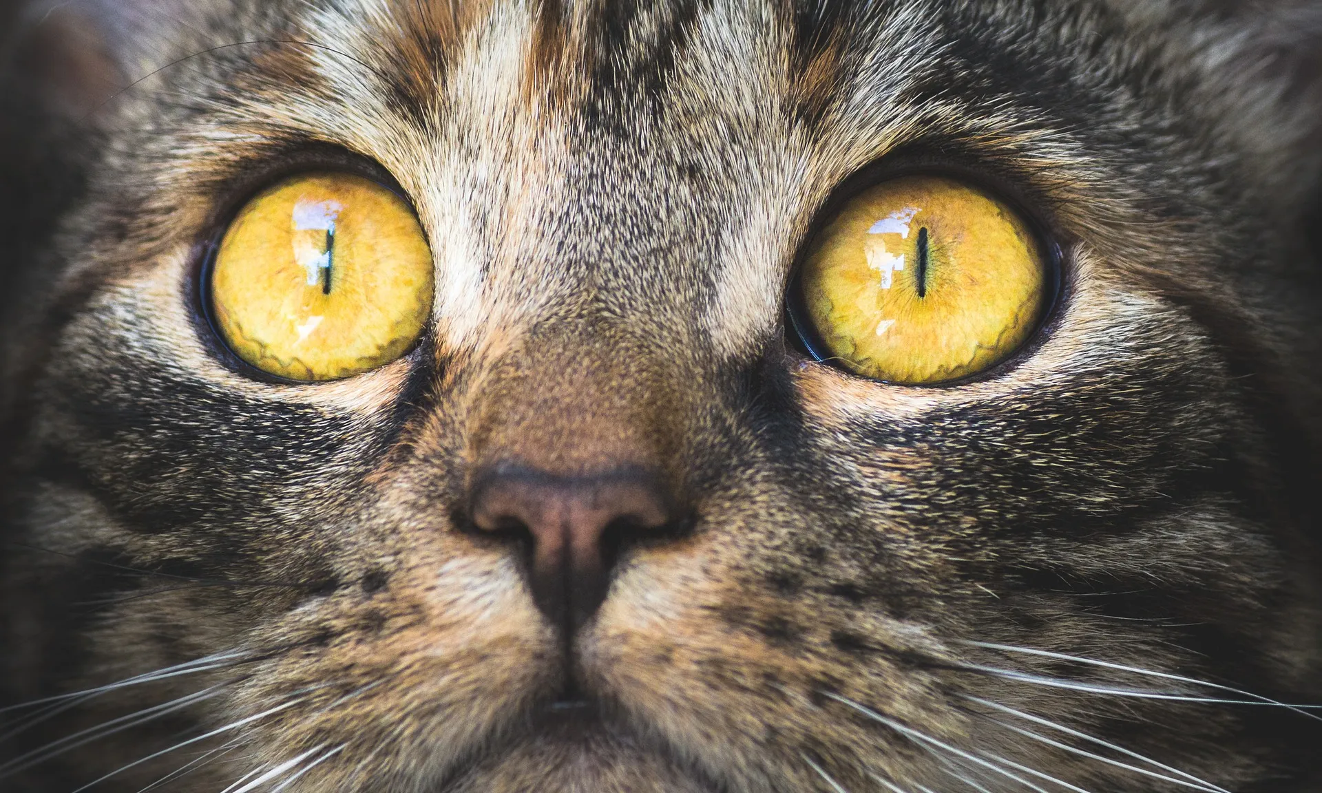 Imatge de KatinkavomWolfenmond a Pixabay Imatge de KatinkavomWolfenmond a Pixabay
