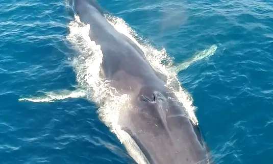 Fotografia d'un rorqual comú. Imatge de Edmaktub. 