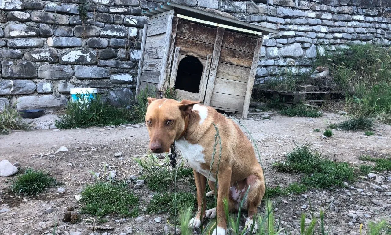 Les entitats animalistes demanen que les polítiques de la Generalitat s’enfoquin a la prevenció per a posar solució a la problemàtica de maltractament i abandonament d'animals de companyia. Font: Anima Naturalis.