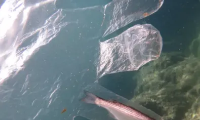 Aquests residus no poden ser reciclats pel risc sanitari i, en molts casos, arribaran a la natura i al mar. 