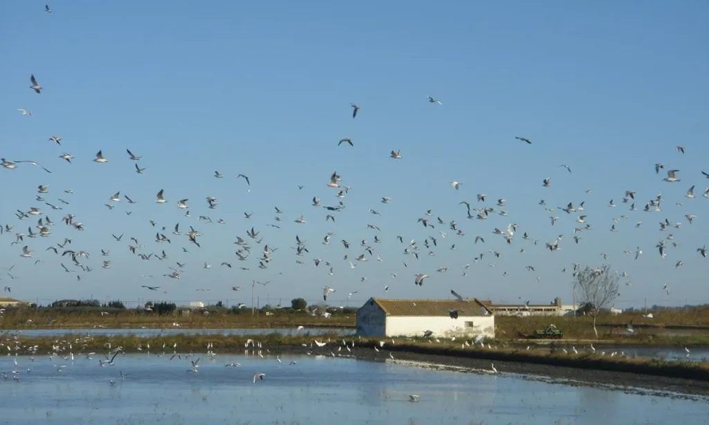 Ocells volant per sobre d'un camp d'arròs al Delta de l'Ebre