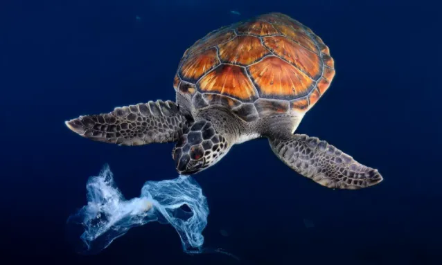 Les mascaretes i els guants inunden la natura a causa de la Covid-19