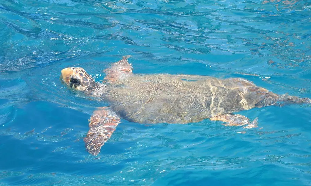 Fotografia d'una tortuga babaua nedant al mar. Imatge de Alexey Seleznev. Llicència d'ús CC BY 3.0