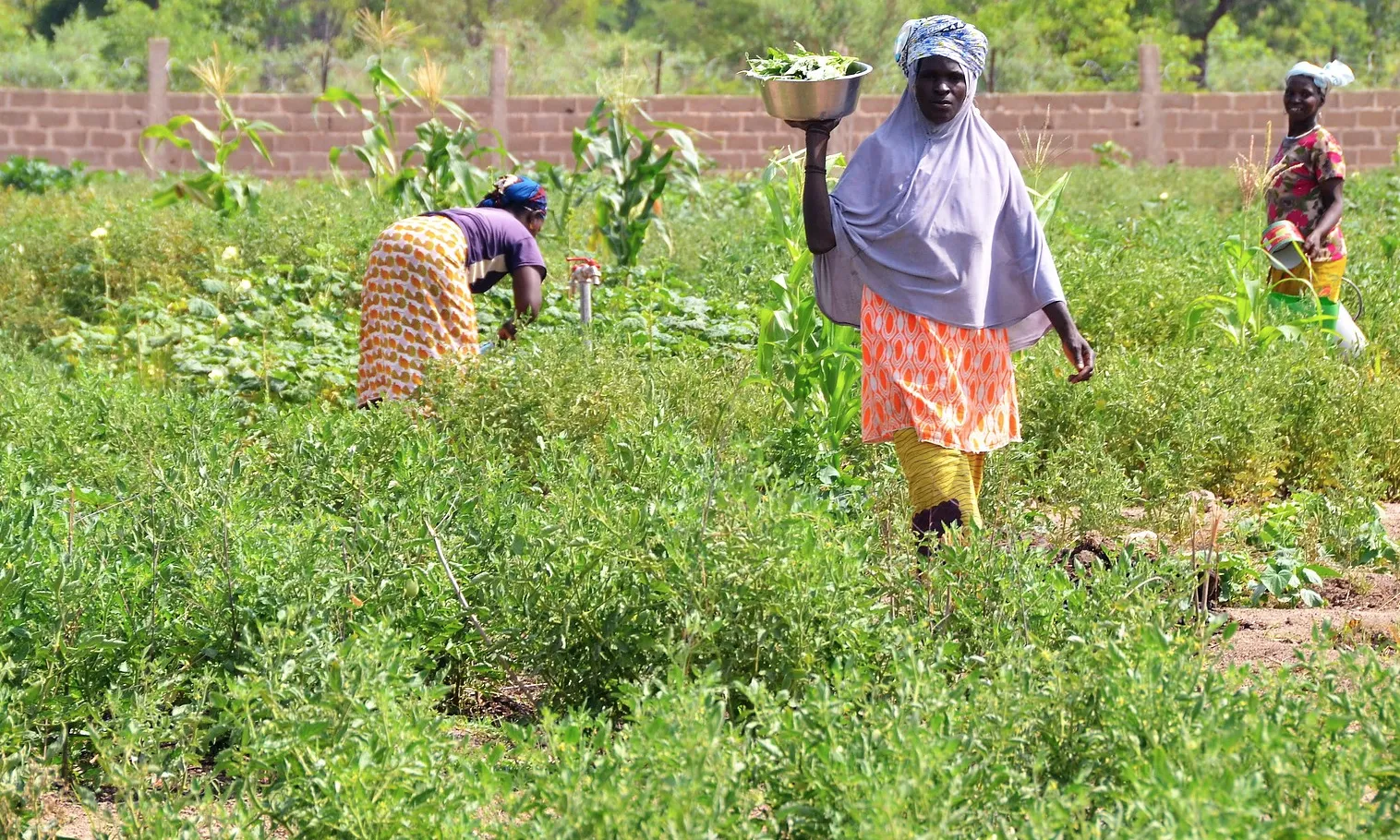 L'hort de Kanso, un dels projectes d'Ecos de Mali.
