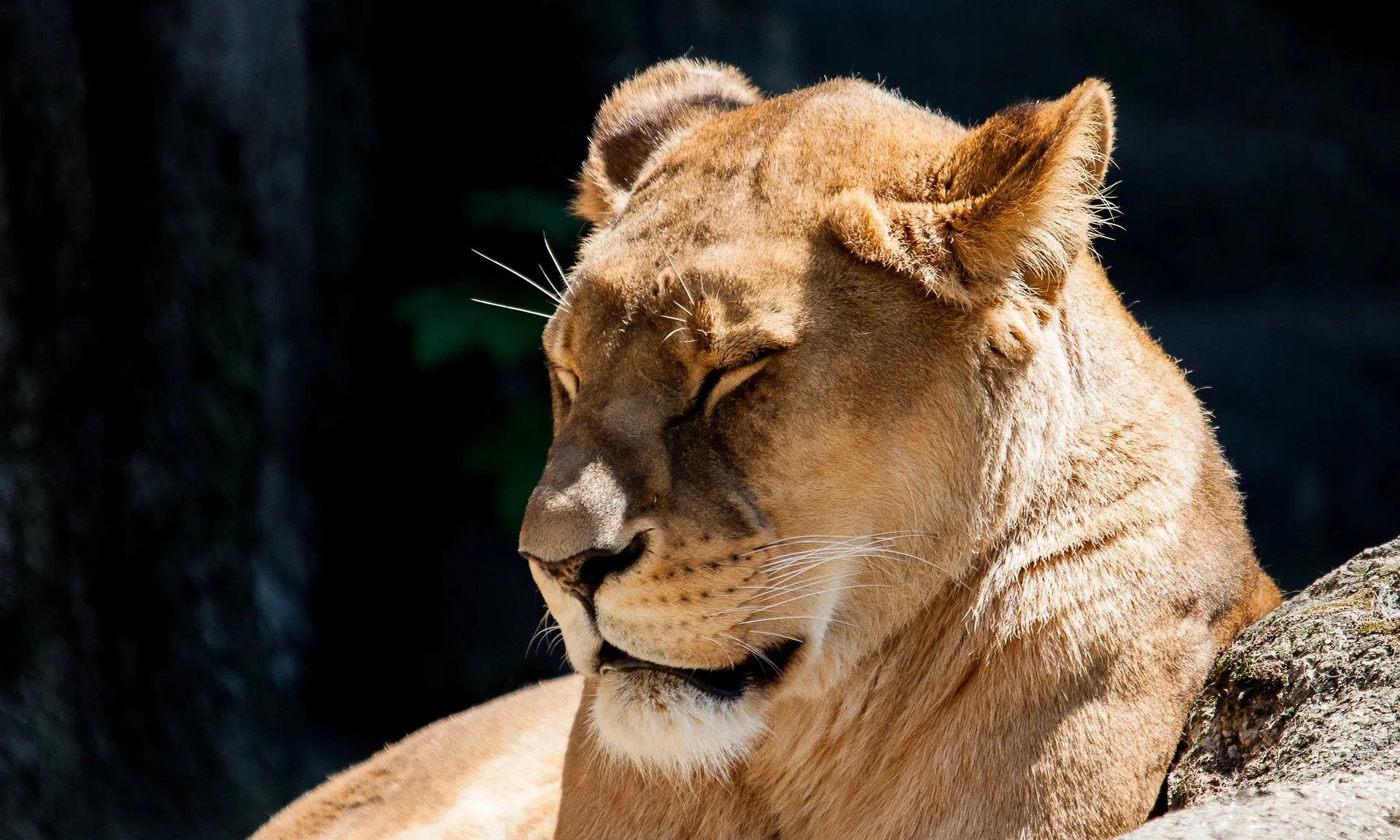 La plataforma creu que el Zoo de Barcelona no aporta la informació demanada perquè no està complint l'ordenança aprovada el 2019. 