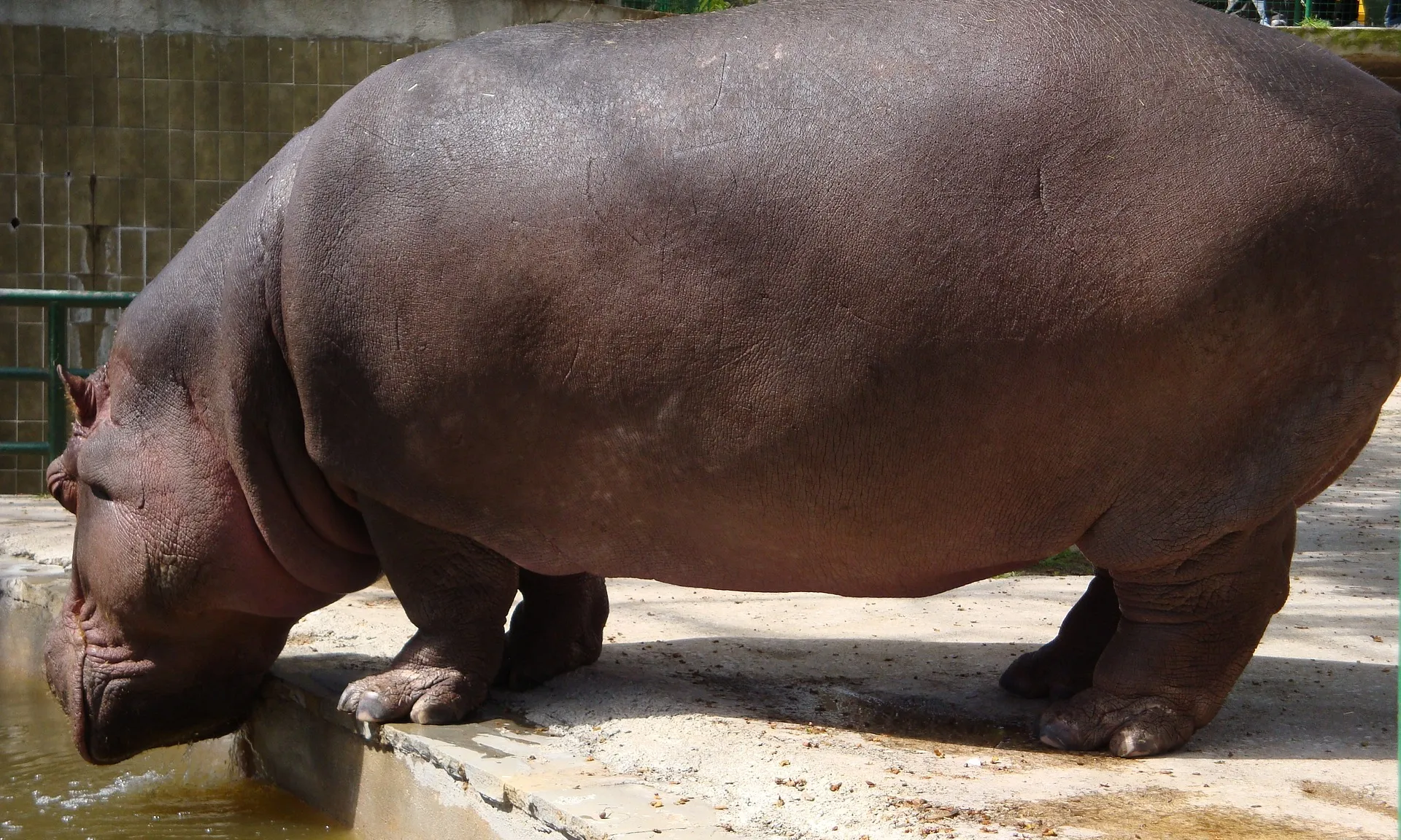 Des del Zoo de Barcelona asseguren que molt sovint no és possible dictaminar fefaentment una causa clara de la mort, ja que aquesta es pot deure a la confluència de nombrosos factors.