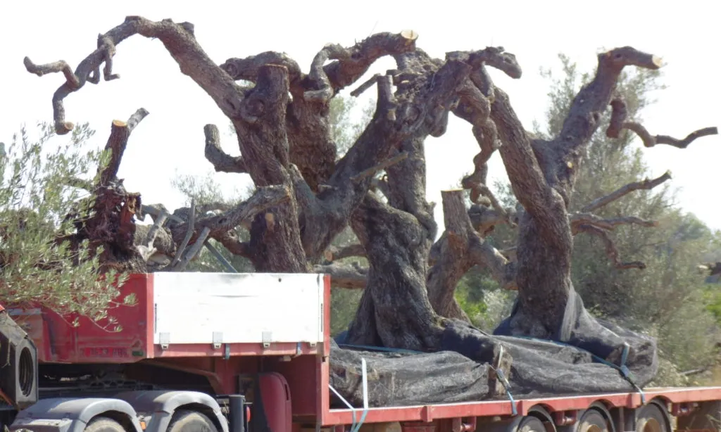 Moltes de les oliveres son tallades per deixar-les amb el mínim per sobreviure, però sovint no ho aconsegueixen.
