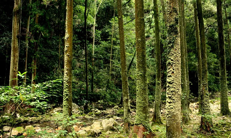 Fotografia d'un bosc. Imatge de Kohei314. Llicència d'ús CC BY-NC 2.0