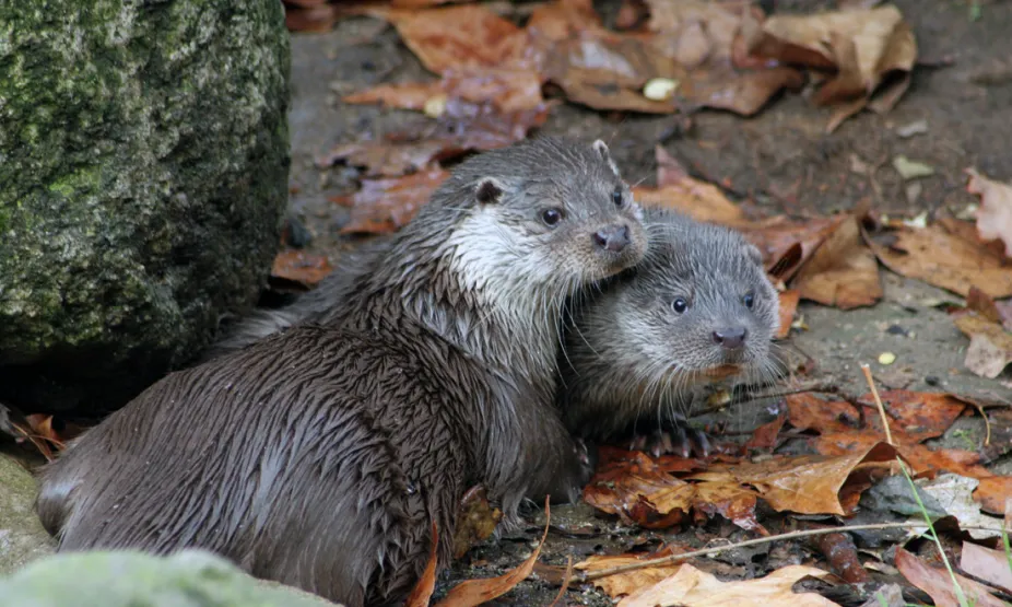 La conca compta amb gran diversitat de fauna, flora i d’hàbitats. 