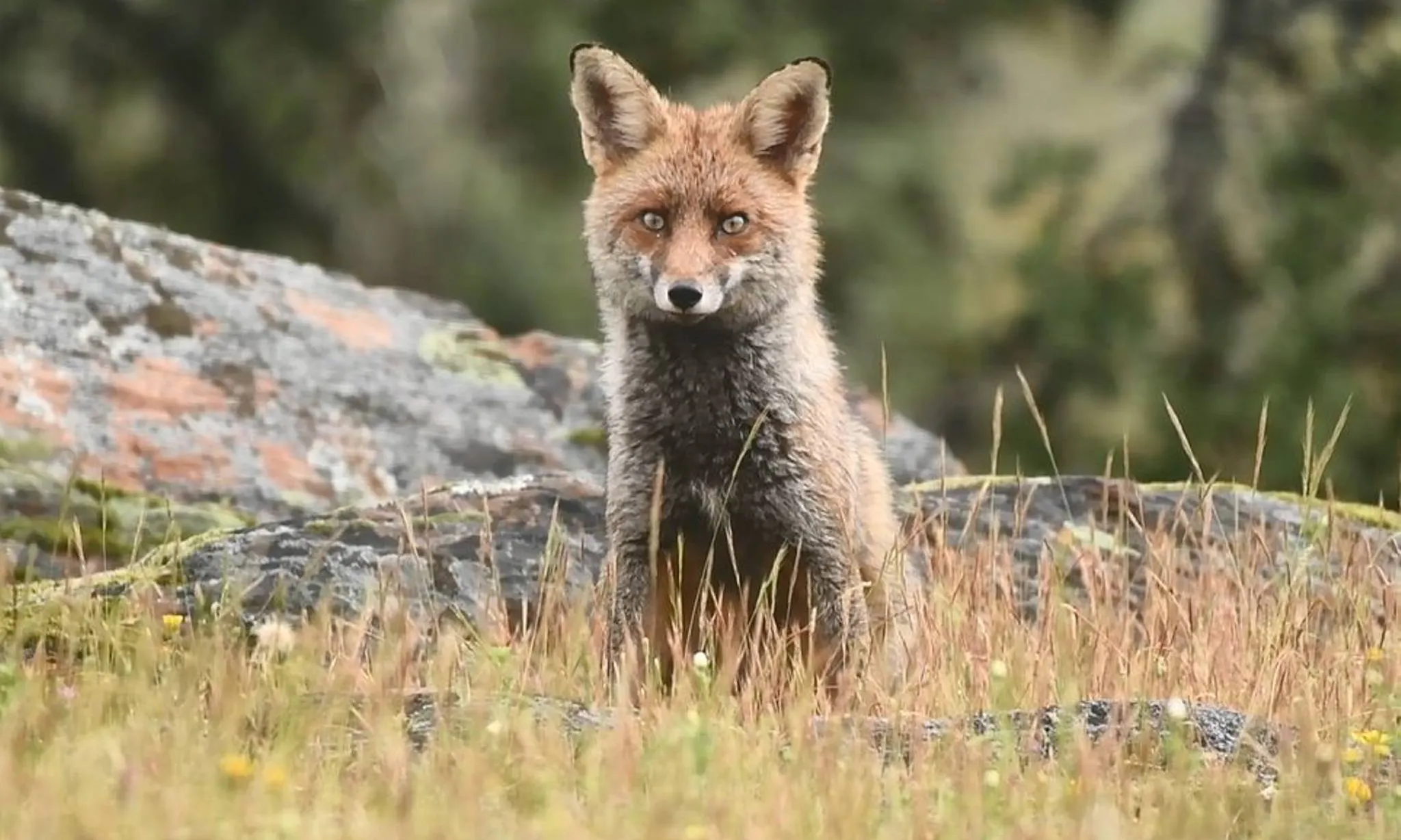 Les poblacions de vertebrats i invertebrats han perdut de mitjana a un de cada quatre exemplars. 