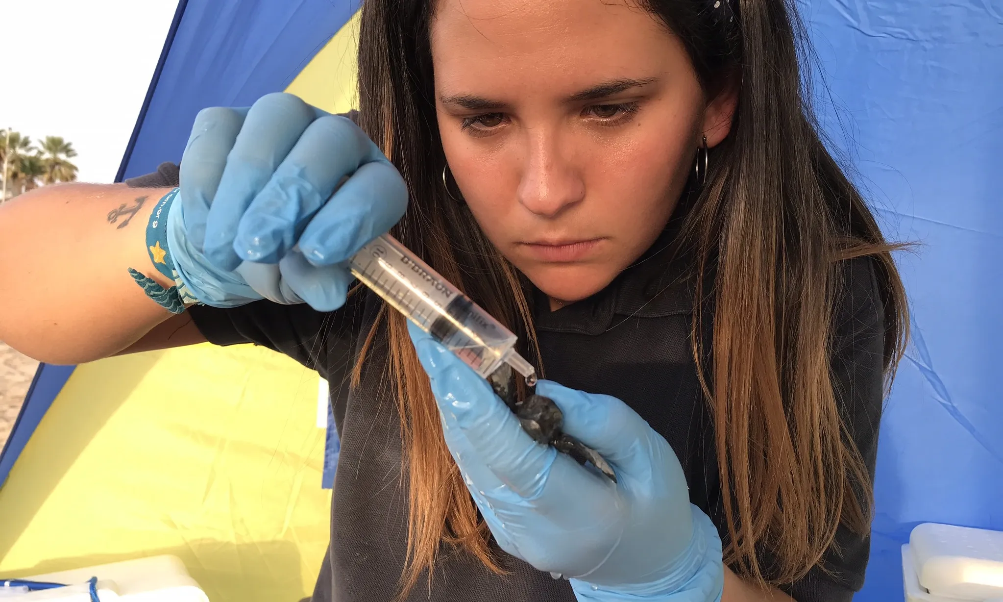 Els animals que viuen fora del seu rang tèrmic òptim gasten més energia i els fa més vulnerables a malalties i a depredadors. Font: CRAM,