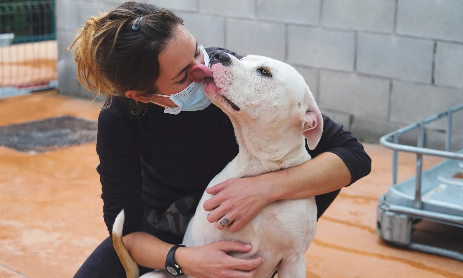 En Cash, un dels gossos de la Societat Protectora d'Animals de Mataró adoptats el 2020.