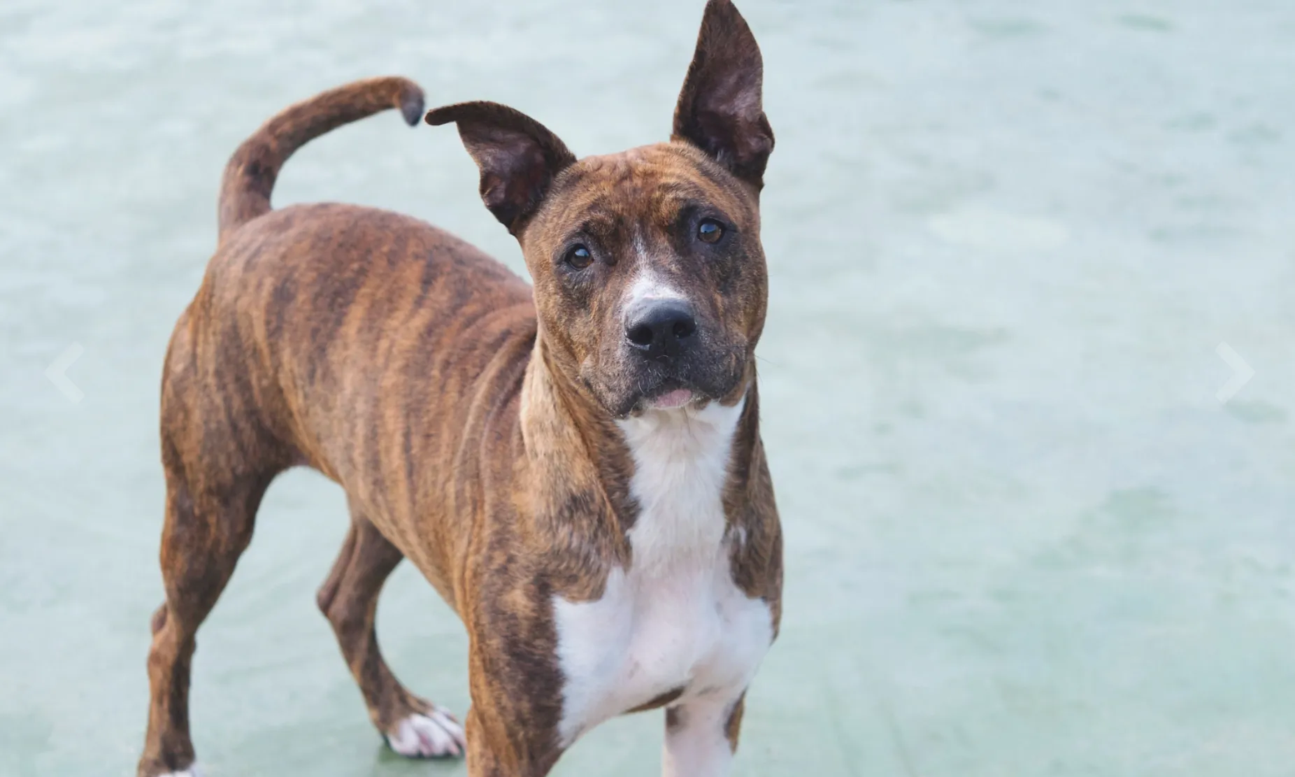 La Lluna, una de les gosses de la protectora.