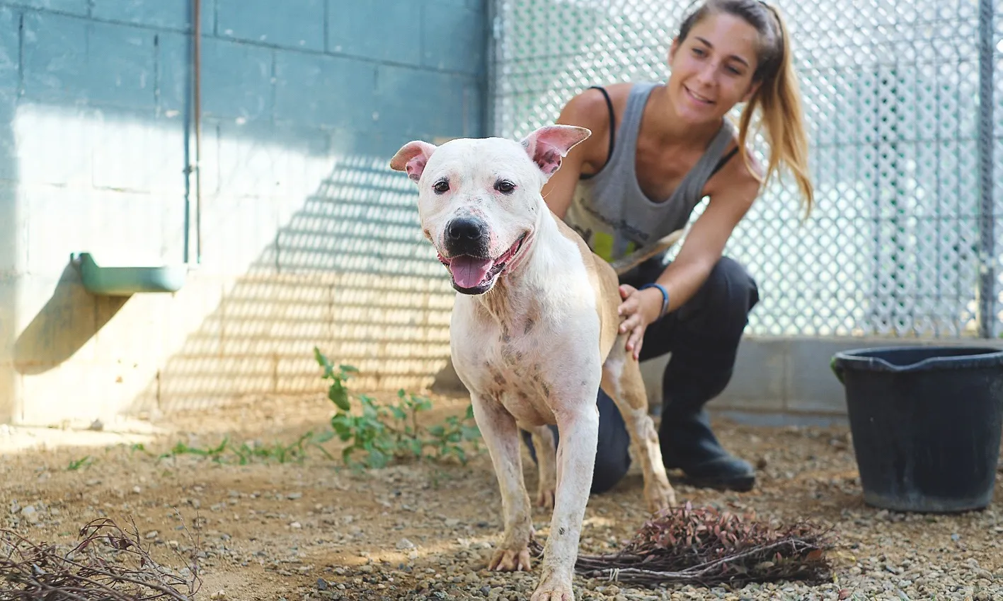 La Societat Protectora d'Animals de Mataró porta molts anys fomentant l'adopció de gossos i gats