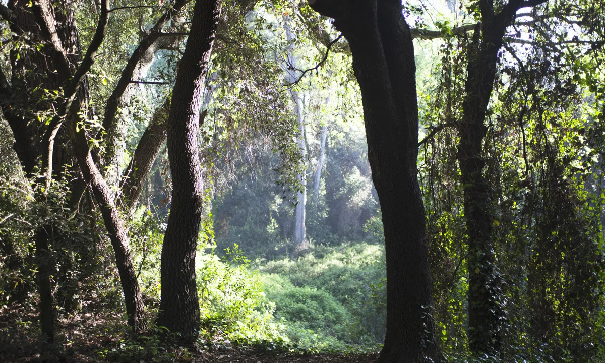 SOS.BOSC.VOLPELLERES
