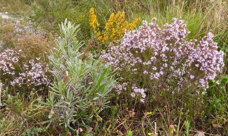 Fotografia de plantes medicinals. Imatge de Calafellvalo. Llicència d'ús CC BY-NC-ND 2.0
