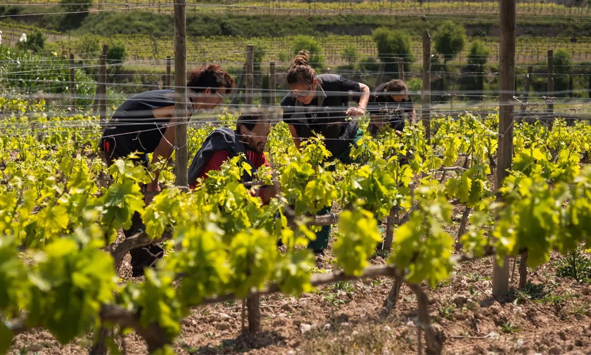 Cooperativa L’olivera, una de les entitats amb un projecte ApS. 