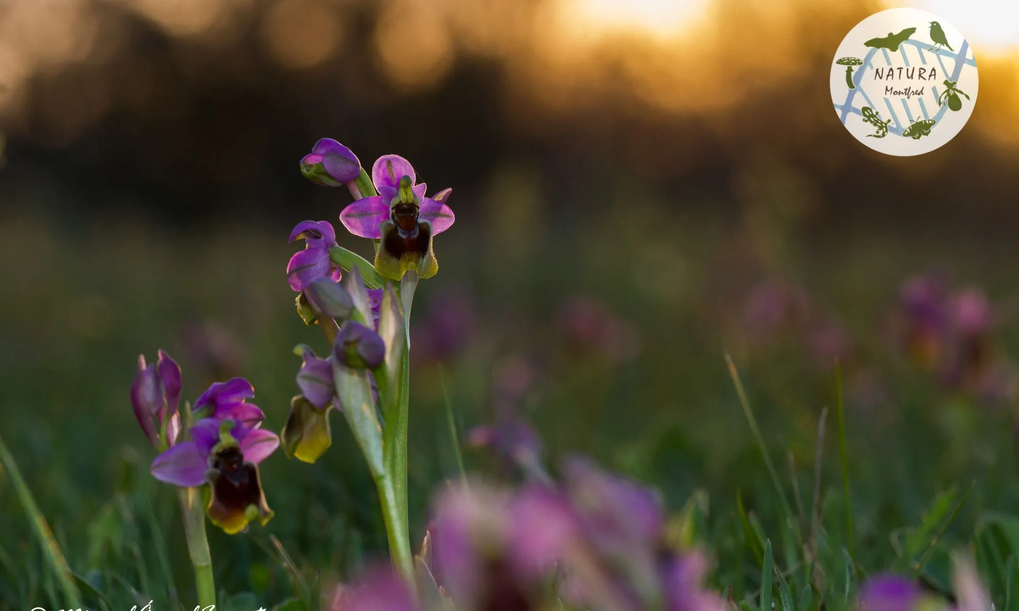 Natura Montfred