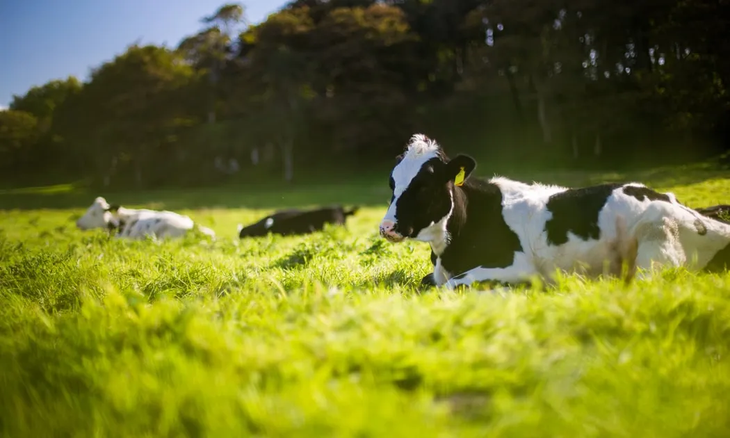 Les associacions d'animals recomanen que la carn que es consumeix incorpori una garantia del benestar dels animals. Font: Unsplash.