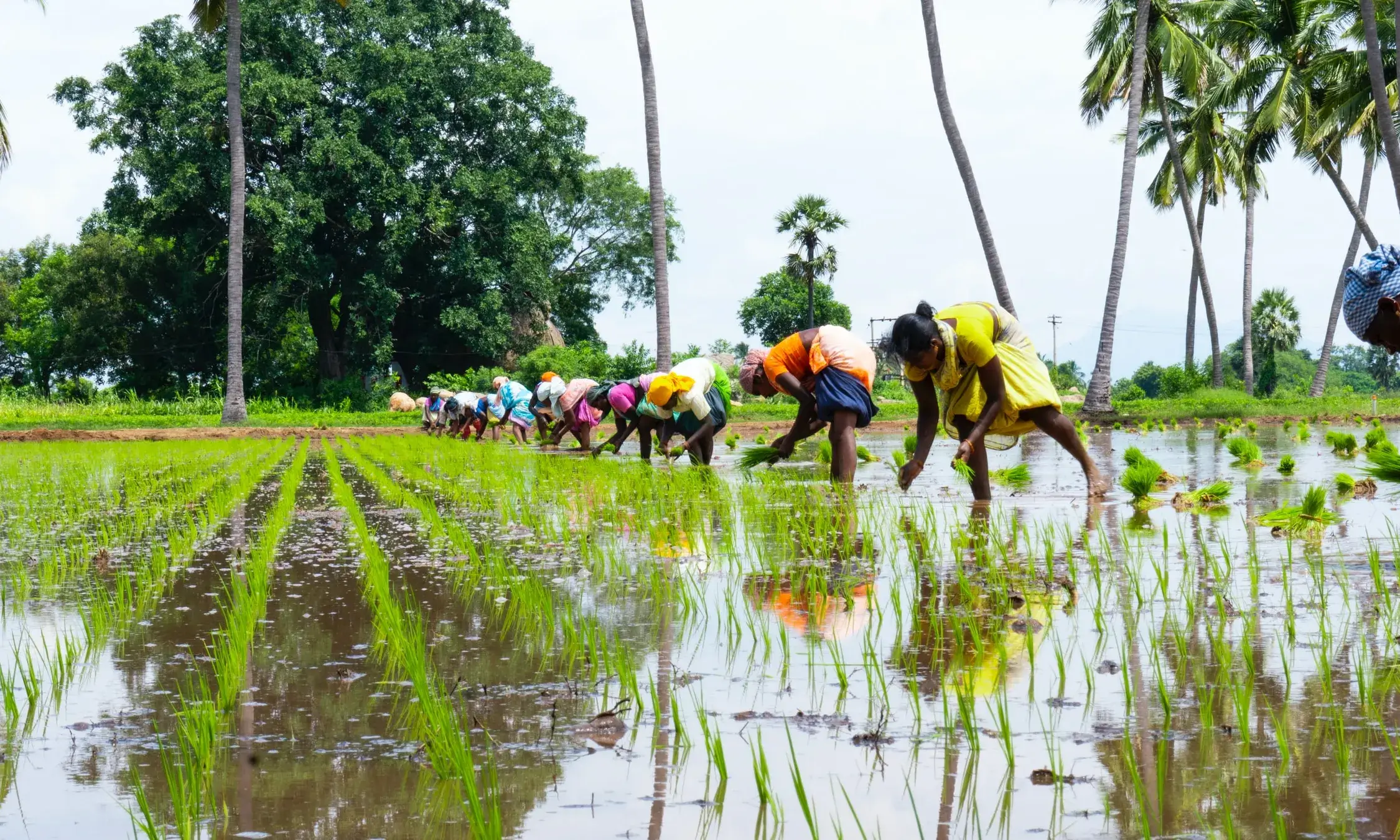 Persones plantant en un camp