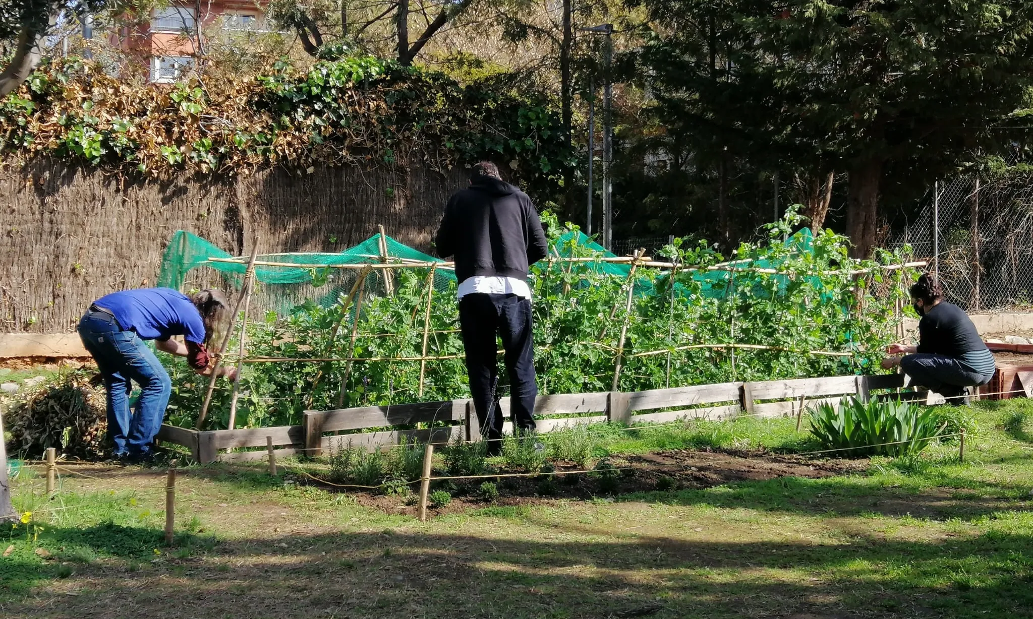 Projecte Fènix és una iniciativa d’agricultura urbana que pretén millorar la inclusió social i laboral de les persones en tractament de drogodependències. Font: Projecte Fènix.