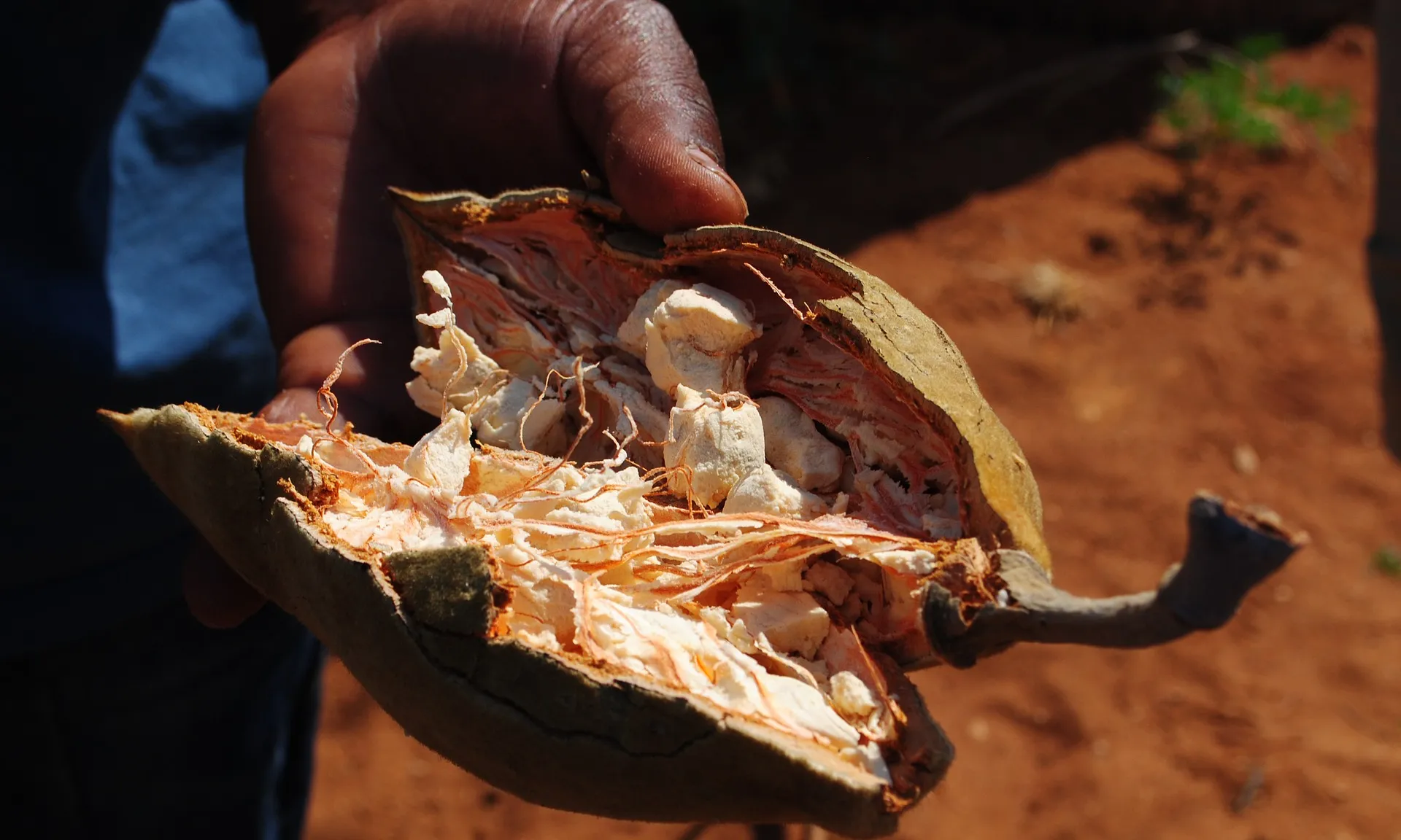 El fruit del baobab és un superaliment del qual s’extreu un pols amb grans beneficis. 