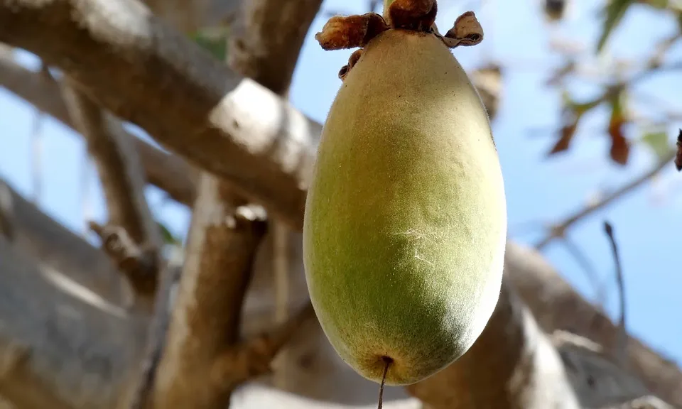 L’explotació sostenible d’aquest fruit és una font d’ingressos per la població i una llum per les dones.