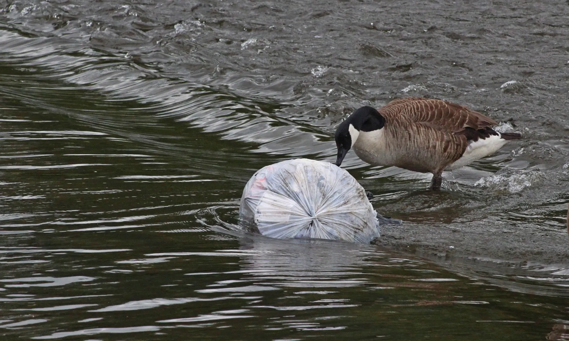 Contaminació microplàstica a les costes