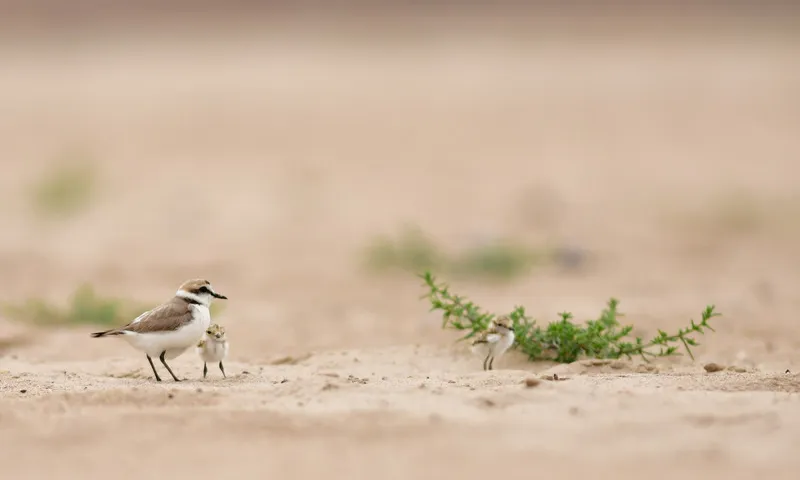 Durant la pandèmia el corriol camanegre va recuperar territori.