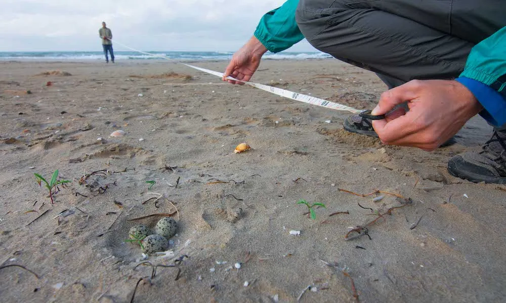 Els voluntaris faran seguiment de l’espècie i recollida de dades.