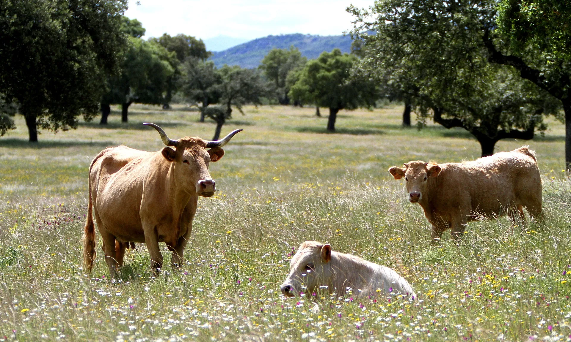 Les entitats demanen que els fons de recuperació europeus es destinin a una transició justa i sostenible del sistema agroalimentari.