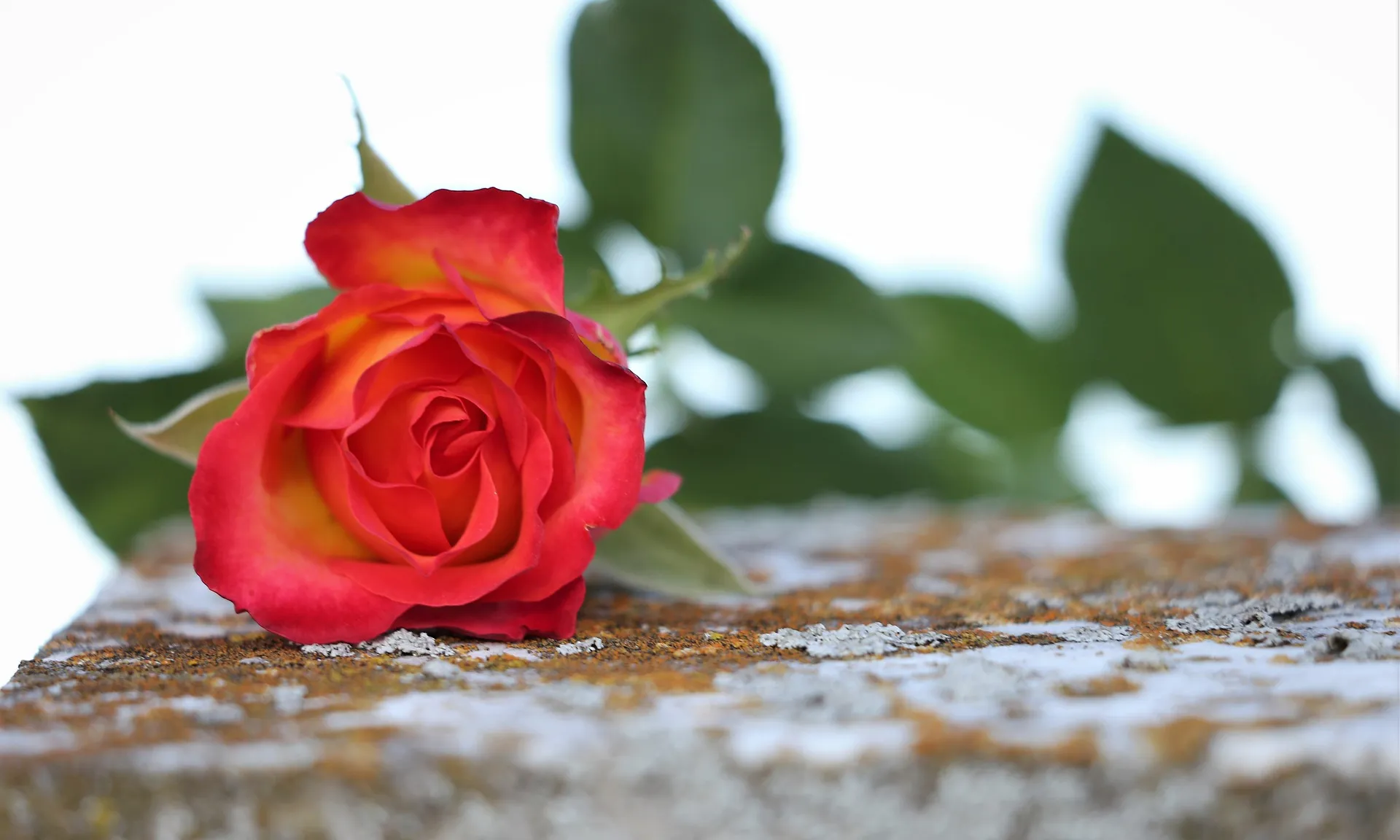 Imatge de Goran Horvat a Pixabay 