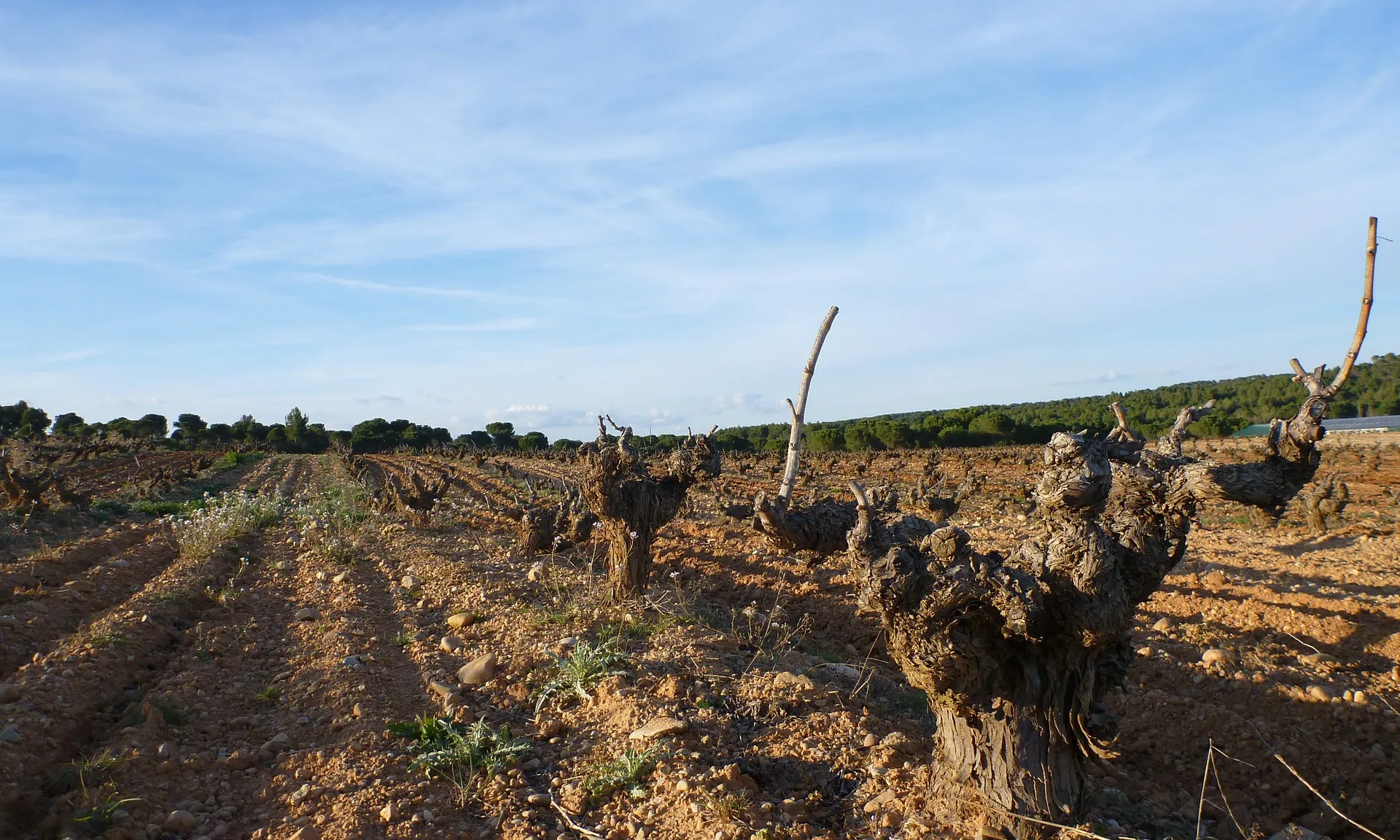 Vàries entitats demanen que els fons de recuperació europeus es destinin a una transició justa i sostenible del sector agroalimentari.