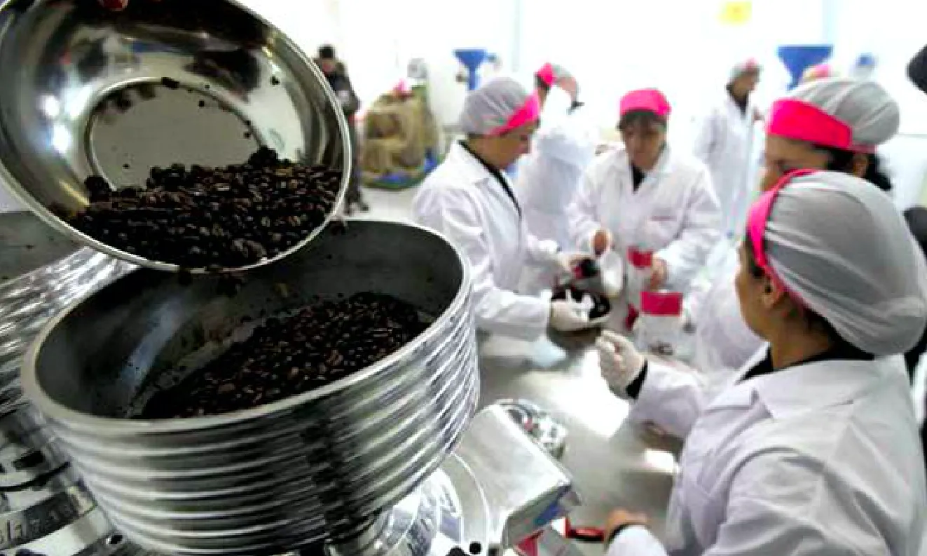 Dones treballant en la producció de cafè a la Cooperativa Lazzarelle a la presó, un cas esmentat en el treball d'Elisa Segués