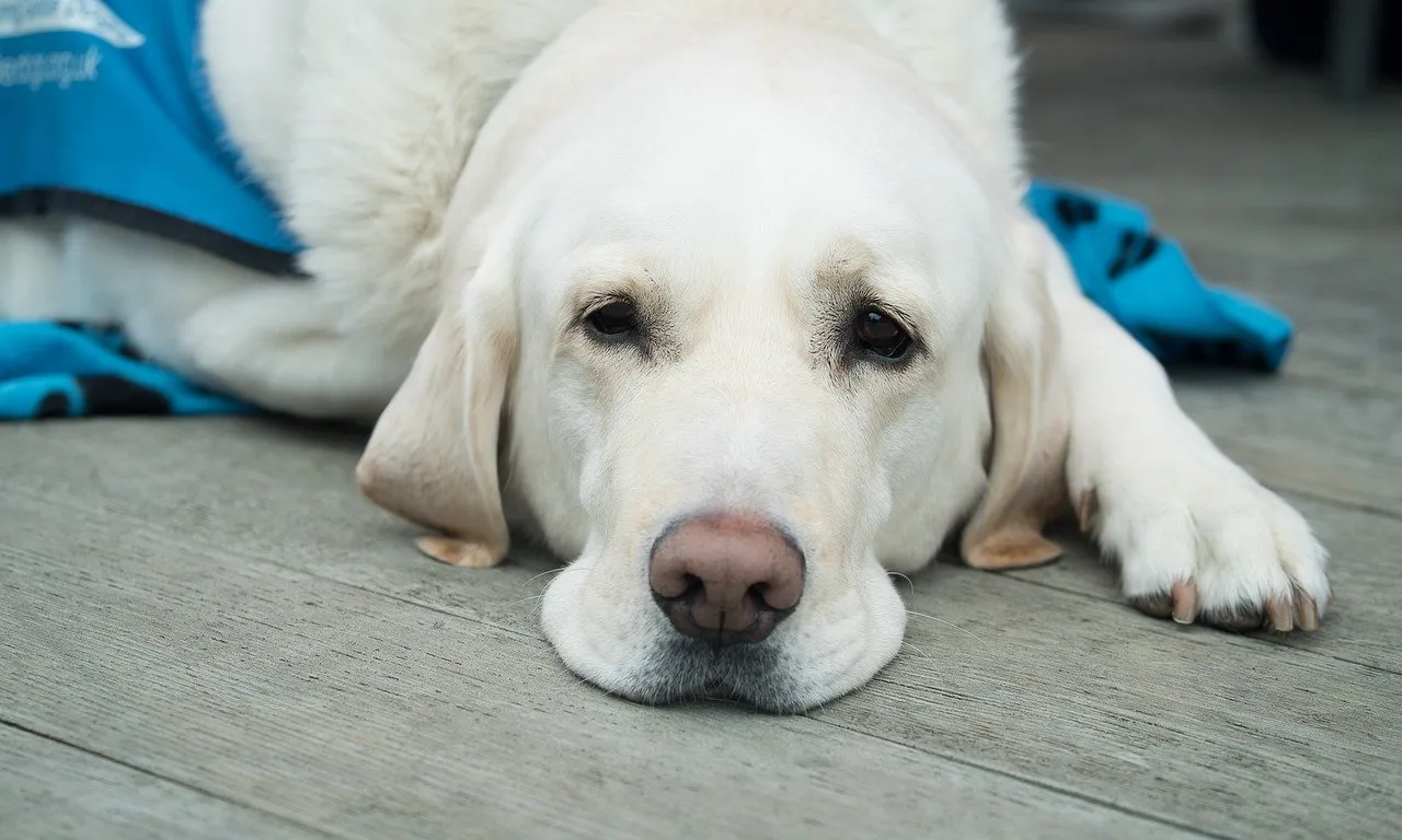 Entitats animalistes han fet una crida per mobilitzar-se a Barcelona per demanar l'entrega dels animals i el tancament permanent del laboratori denunciat.