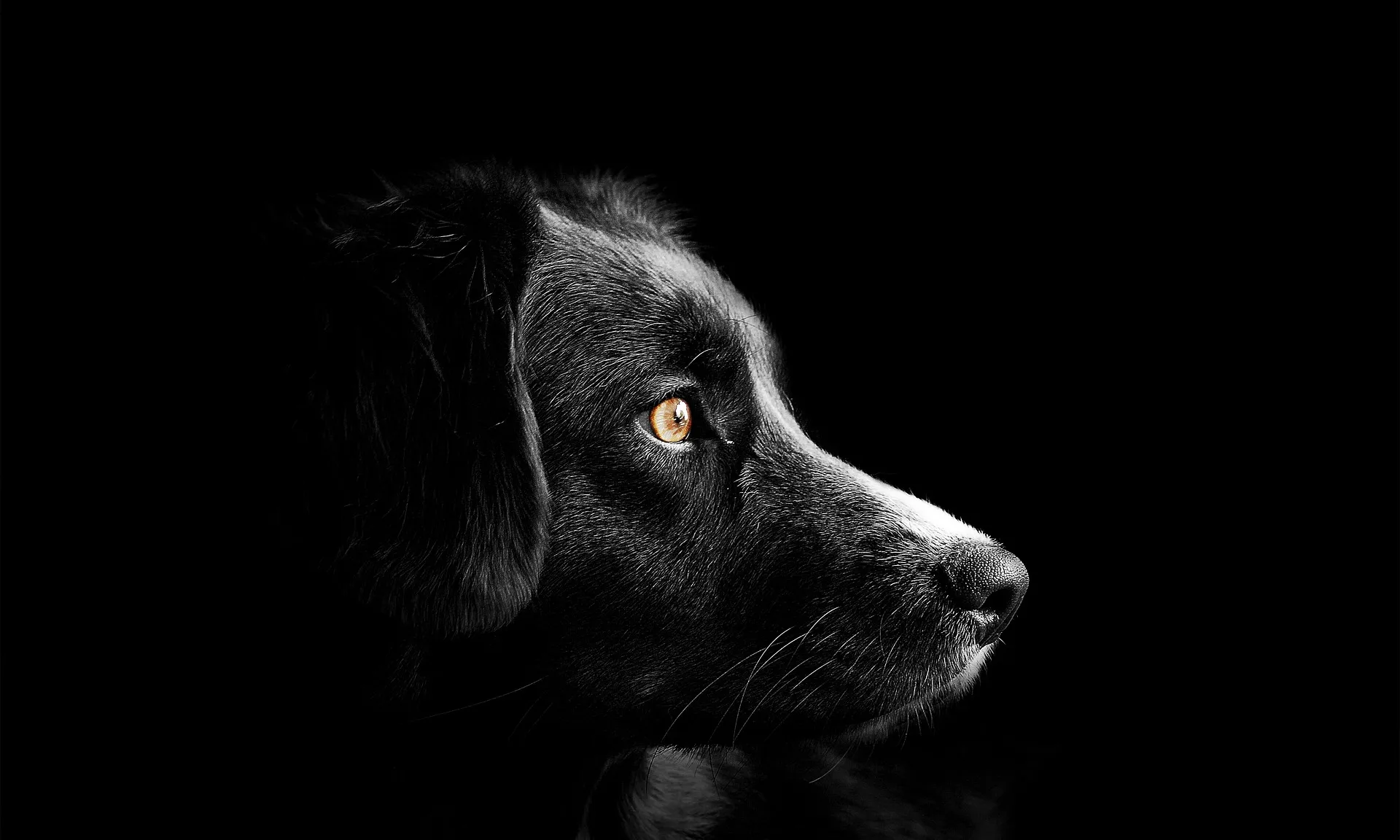Altres països com França o el Regne Unit ja han prohibit la venda d'animals de companyia a botigues i per internet.