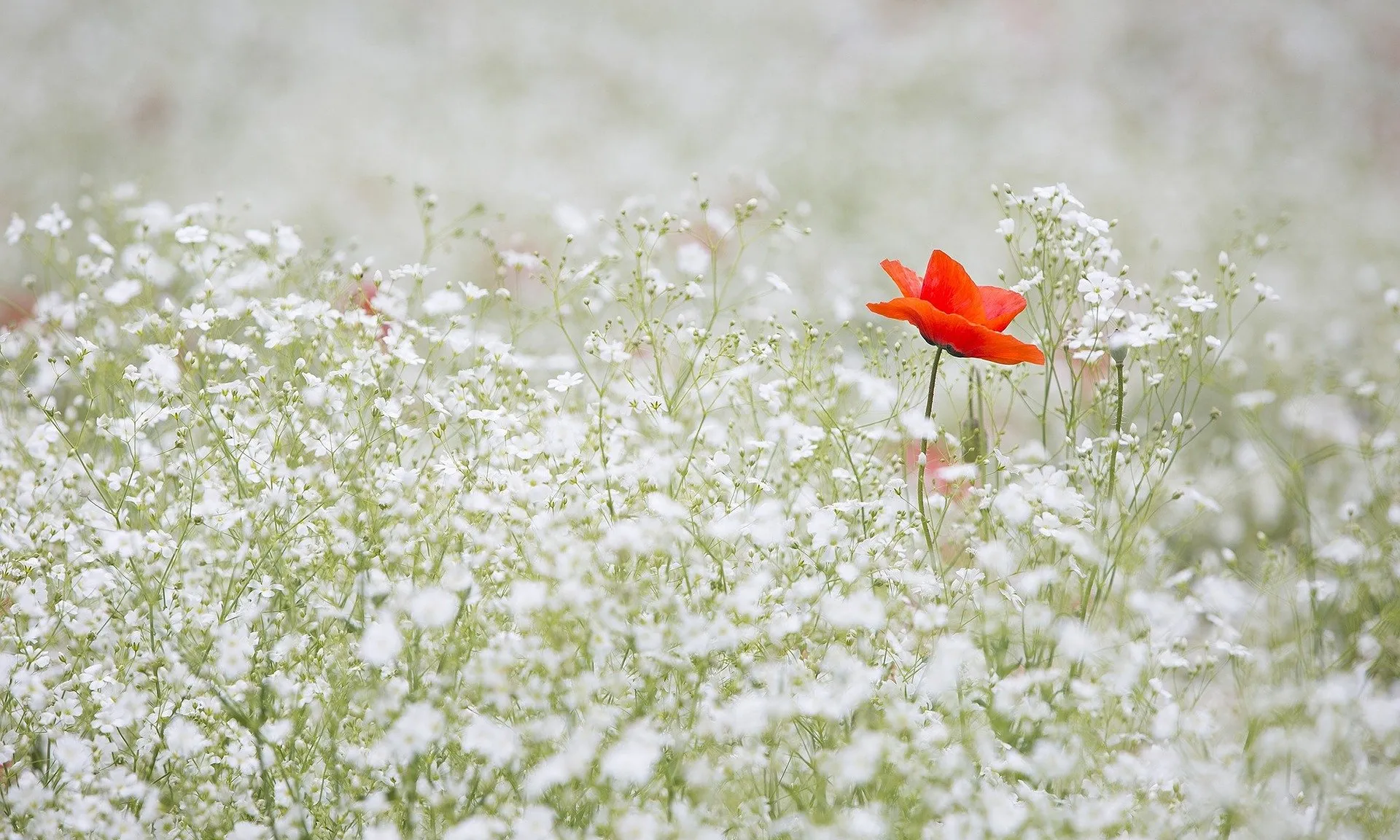 Imatge de Lee_seonghak a Pixabay 