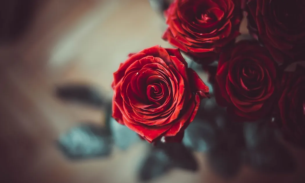 Turisme Barcelona vendrà una rosa solidària que es pot comprar a través de la seva web i que cada any està dissenya per un/a dissenyador/a de prestigi. Font: Unsplash.