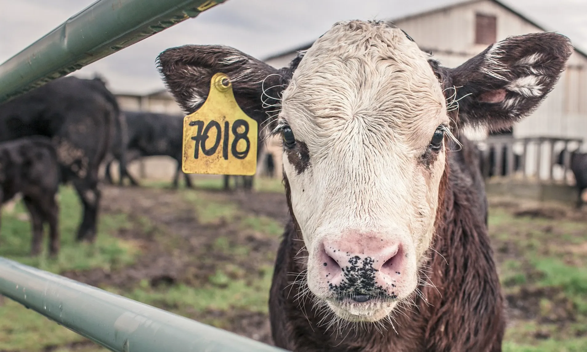 A banda de ser una alternativa alimentària, el veganisme promou una ètica de respecte envers els animals.